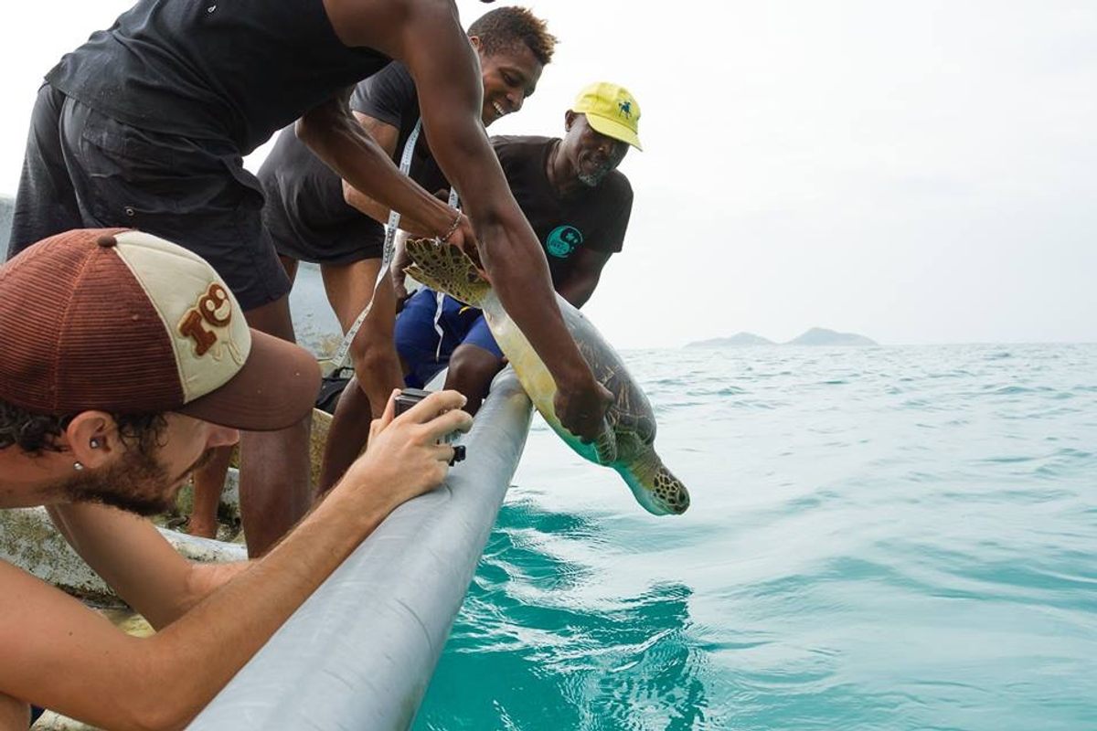 Member of NGO Programa Tatô release an olive ridley sea turtle into the ocean.