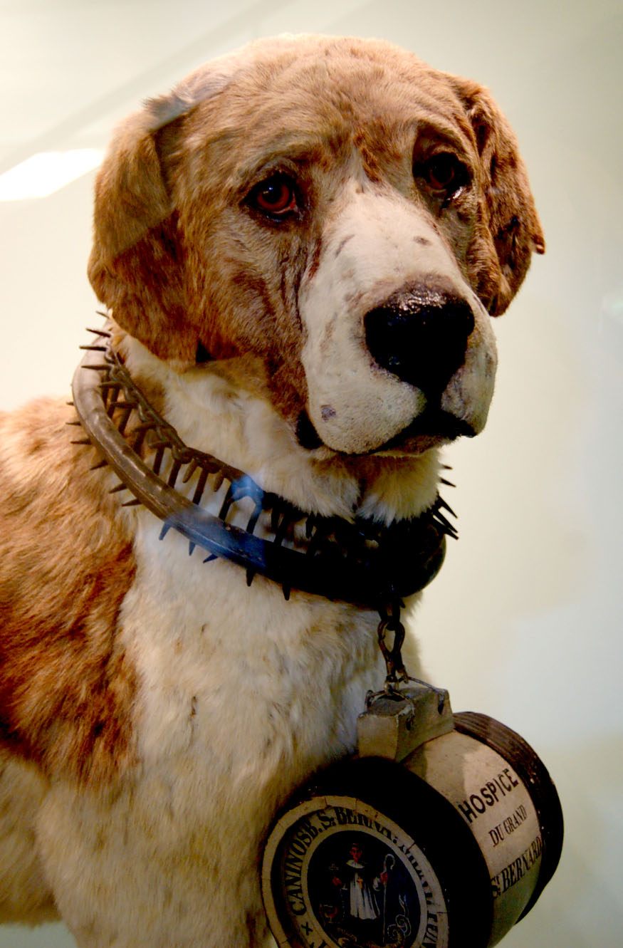 Barry the Saint Bernard