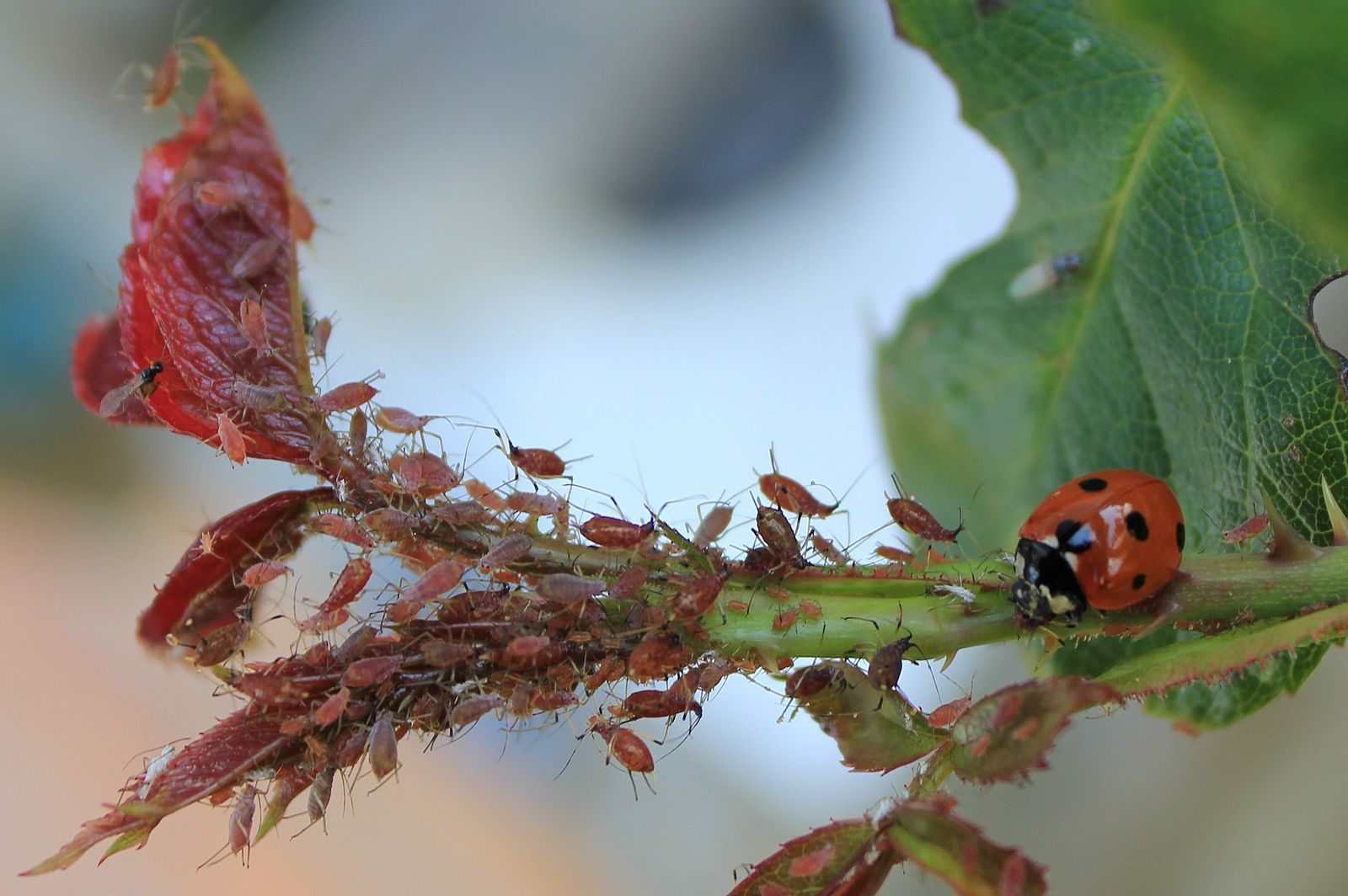 A ladybug goes after some aphids.