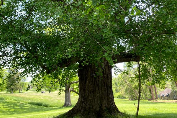 The Ginkgo’s trunk is wider than a child.