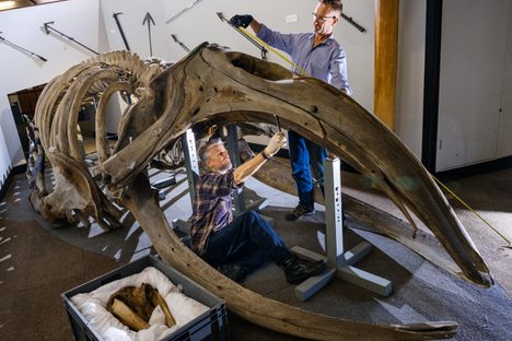 Nigel Larkin and Phil Rye work on the right whale skeleton. 