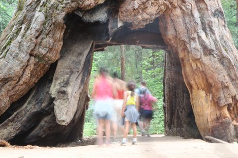 The tunnel tree is no more. 