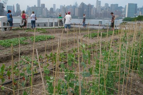 Eagle Street Rooftop Farm