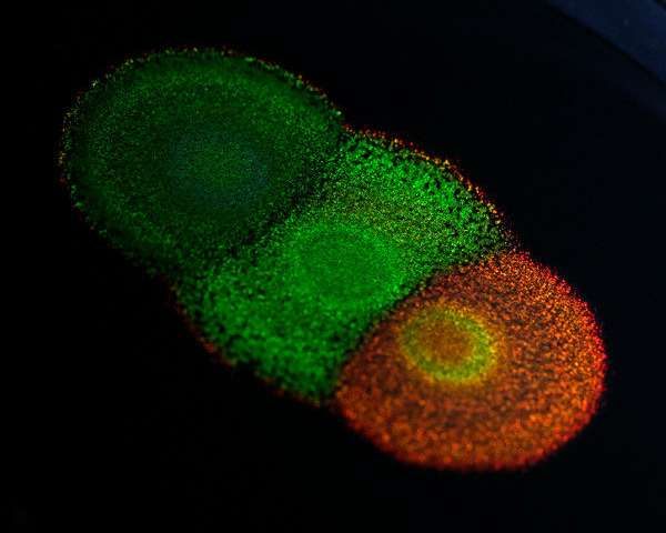 A colony of Flavobacterium IR1 in a agar plate.