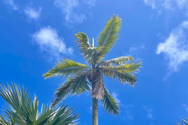 The last wild Round Island hurricane palm stands nearly 30 feet tall, towering above other palms.