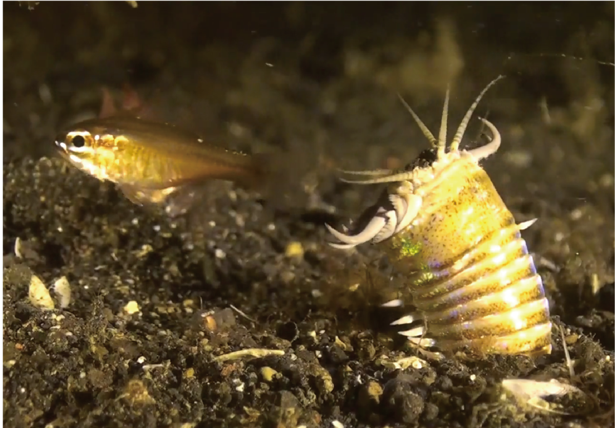 The researchers suspect that the burrows may have been made by a relative of the modern sand striker (more commonly—and controversially—known as the Bobbit worm).