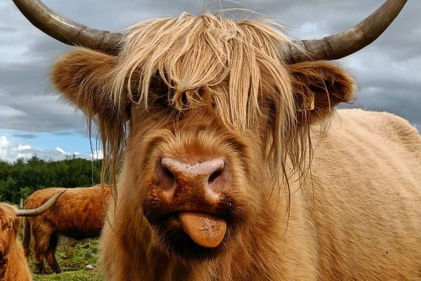 Park rangers at Culloden Battlefield have deployed some unusual lawnmowers, such as this Highland cow. 
