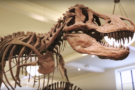 The One-Minute Life Stories of Some Fascinating Extinct Species