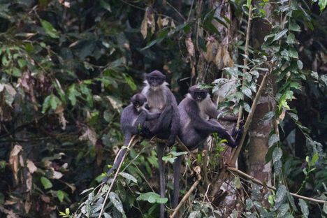 Miller's grizzled langur in the forest.