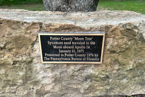 Potter County Moon Tree