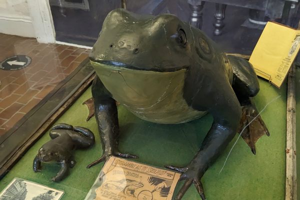 The Coleman Frog