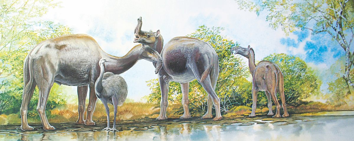 <em>Macrauchenia</em>... maybe looked liked this?