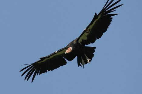 A California condor, the largest North American bird with a wingspan of up to 10 feet.