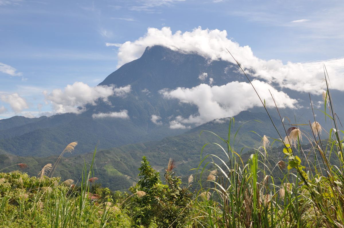 The slopes of Borneo's Mt. Kinabalu are home to several pitcher plant species, including <em>N. lowii</em>, that have adapted to thrive on mammal droppings.