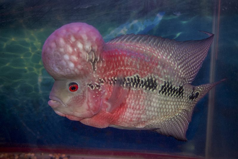 A Flowerhorn, a man-made hybrid fish, on sale at Bangkok's Chatuchak Weekend Market. 