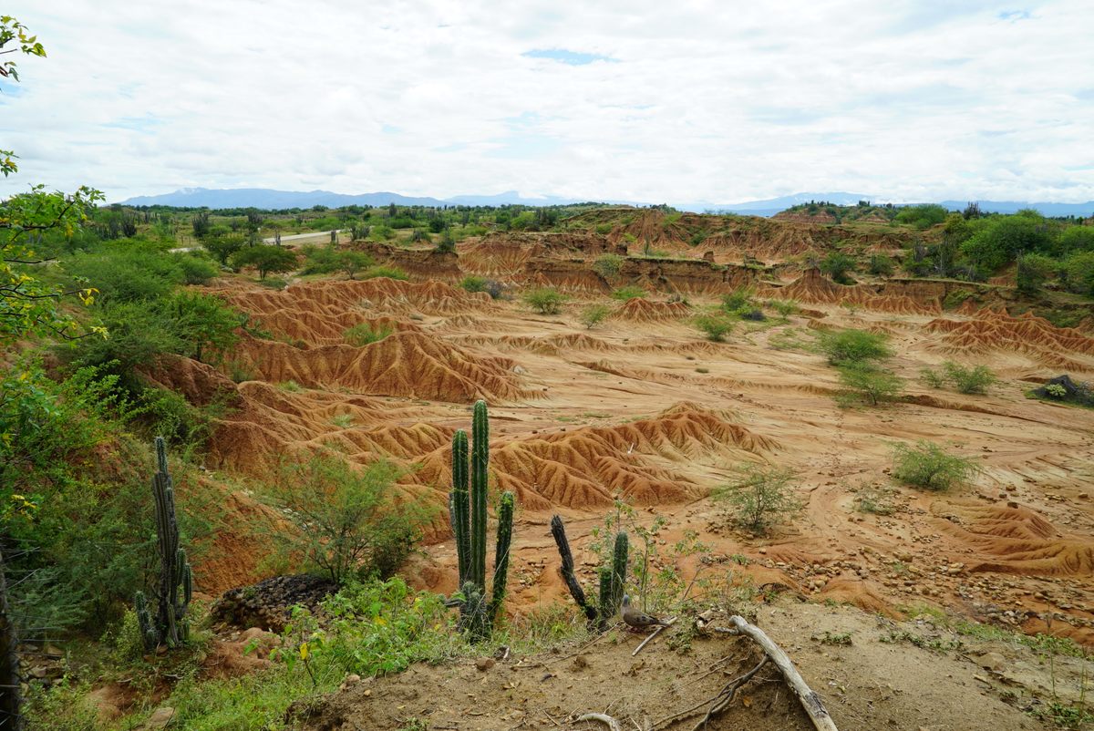 Tatacoa's red, desert-like landscape has been likened to Mars, but in fact it is a dry tropical forest.