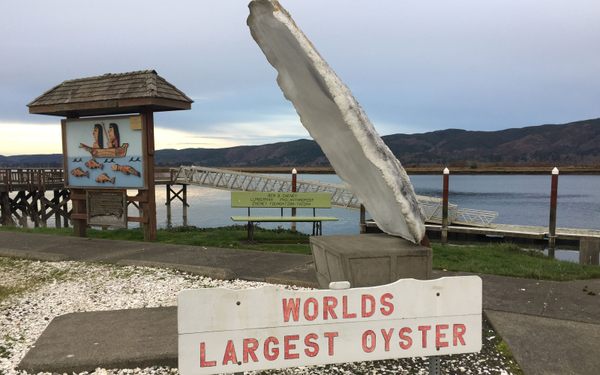 Worlds discount largest oyster