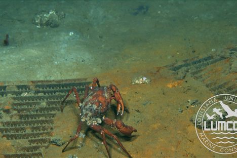 A crab crusted in parasites.