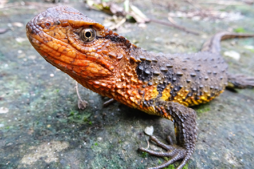 This Vietnamese crocodile lizard is just one of 115 new species identified in the Greater Mekong region.