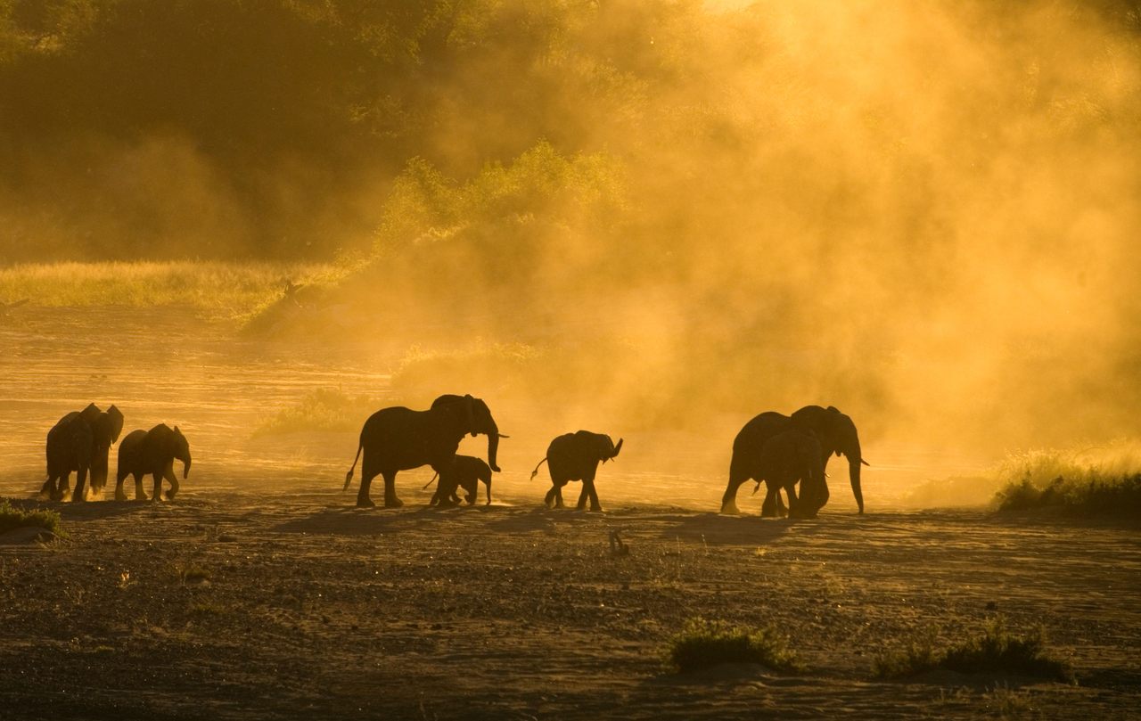 Elephants, such as these in South Africa's Kruger National Park, are highly social—and loud. 