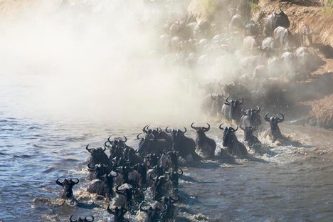 10 Stunning Scenes of Mammal Migrations