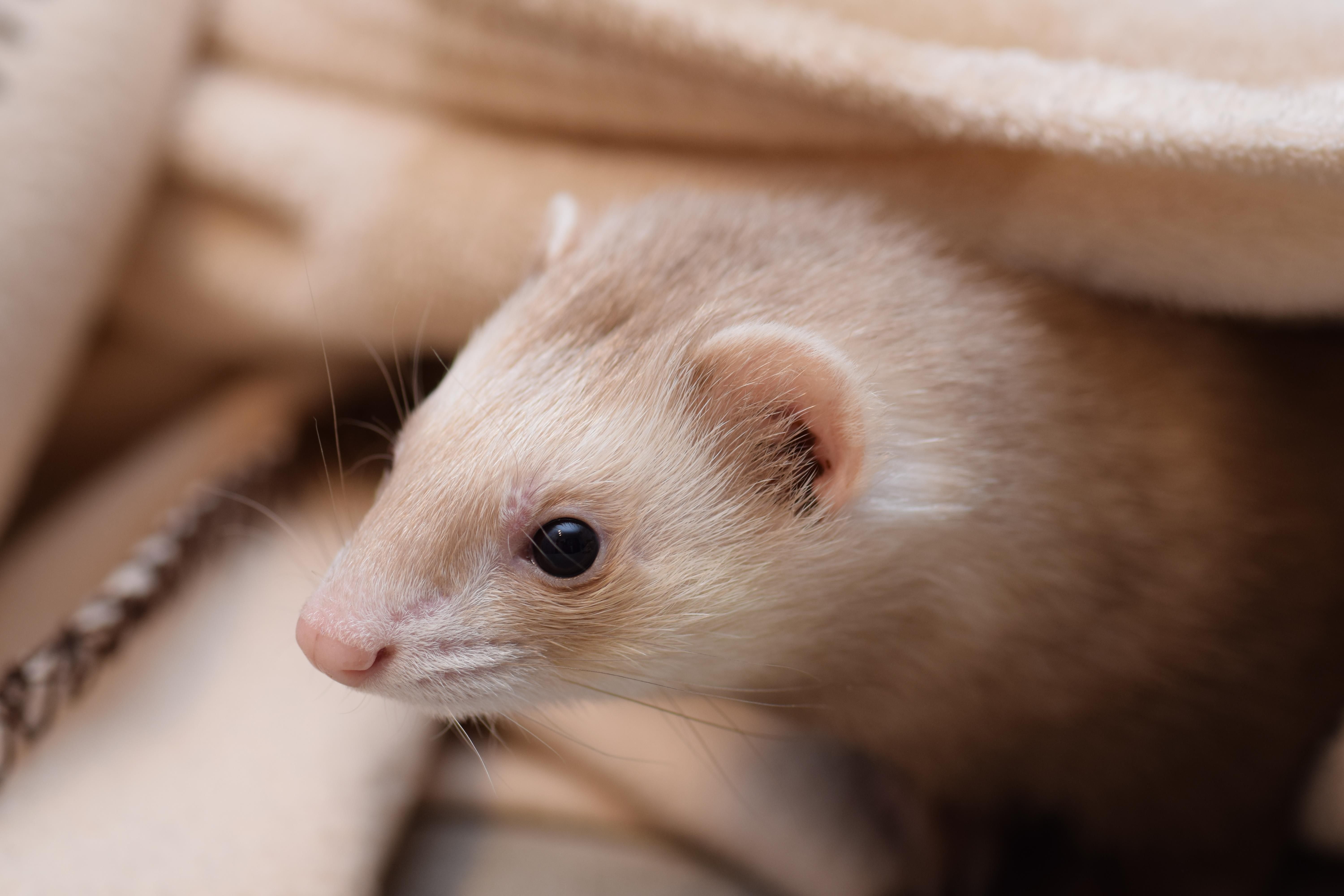 Someone in Edmonton drove with a ferret (not this ferret) around their neck.