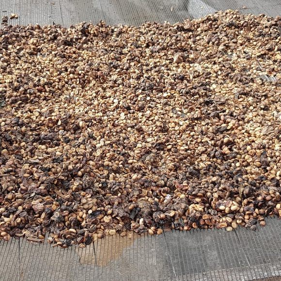 Separated and washed coffee grains set to dry.