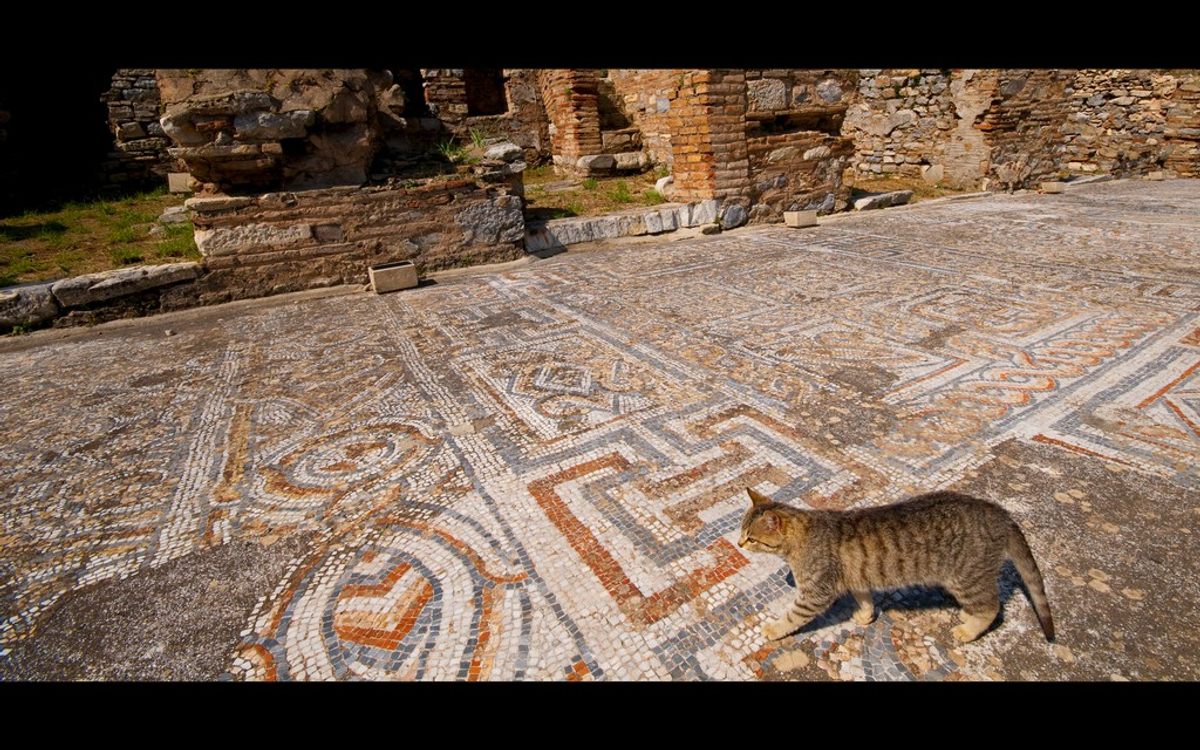 Ancient Greeks and Romans had cats, but they arrived to Europe long before then.