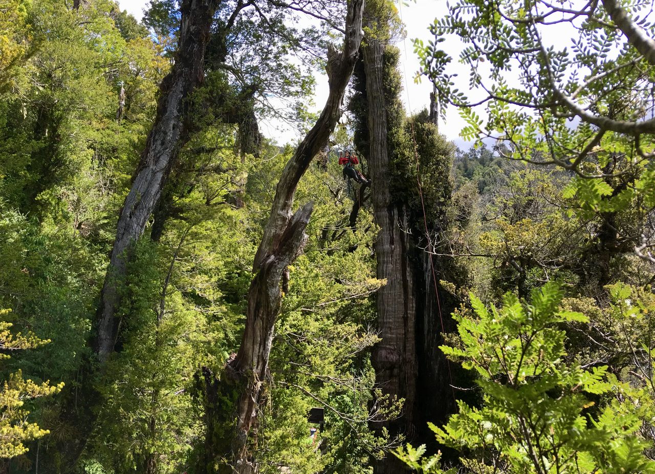 Even wearing a red jacket and dangling midair on a safety line, canopy ecologist Camila Tejo is hard to spot as she checks on the towering Alerce Milenario rising behind her.