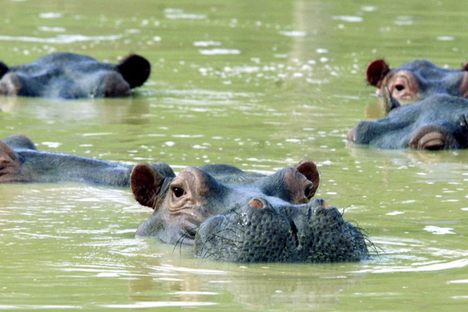 Curious Fact of the Week: Pablo Escobar's Hippos