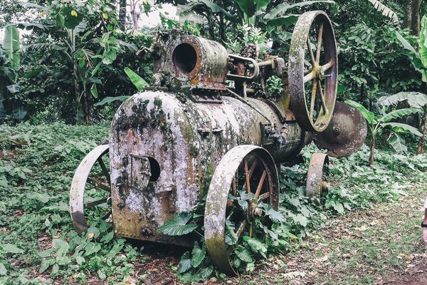 A rusty steam-engine in the nearby jungle.