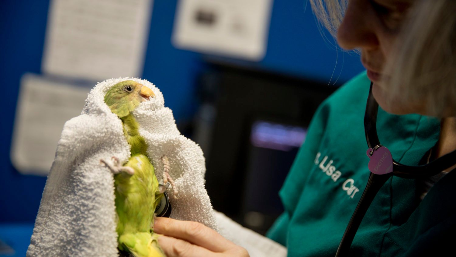 Lisa Carr checks out “Rupee Laguna,” a plum-headed parakeet, who is having difficulty breathing.