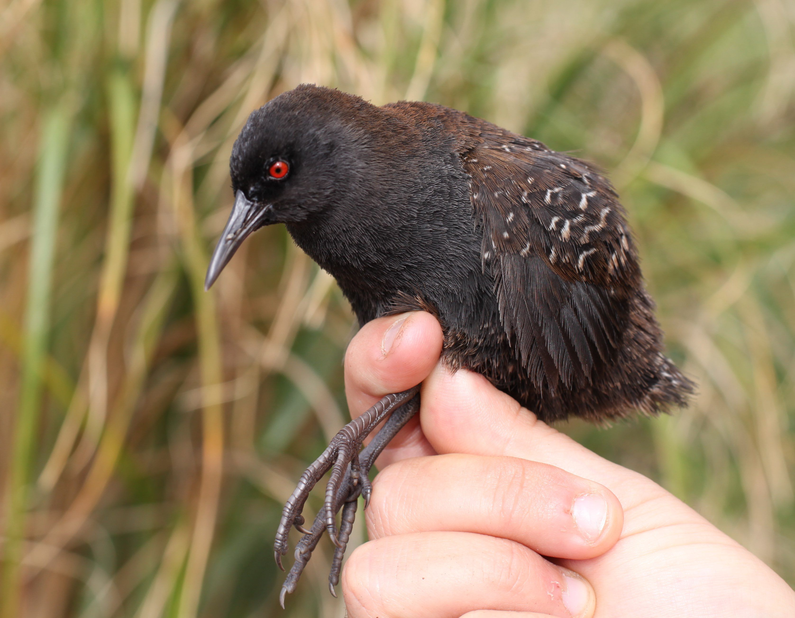 How Did the World's Smallest Flightless Bird Get to Inaccessible Island? -  Atlas Obscura