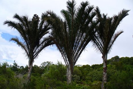 The raffia palm has one of the largest leaves in the plant kingdom.