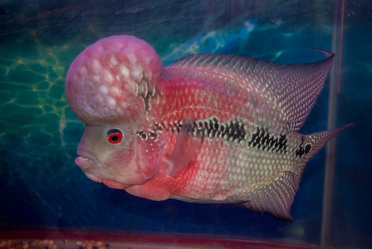 Tropical fish hotsell wholesale near me