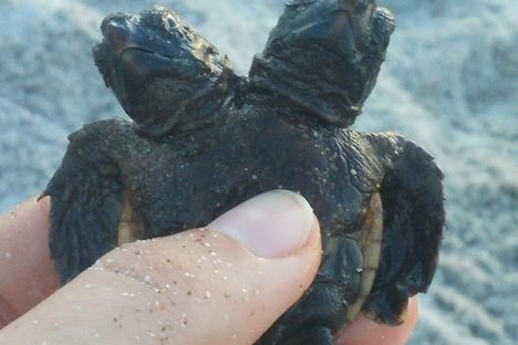 Just look at the little guy...