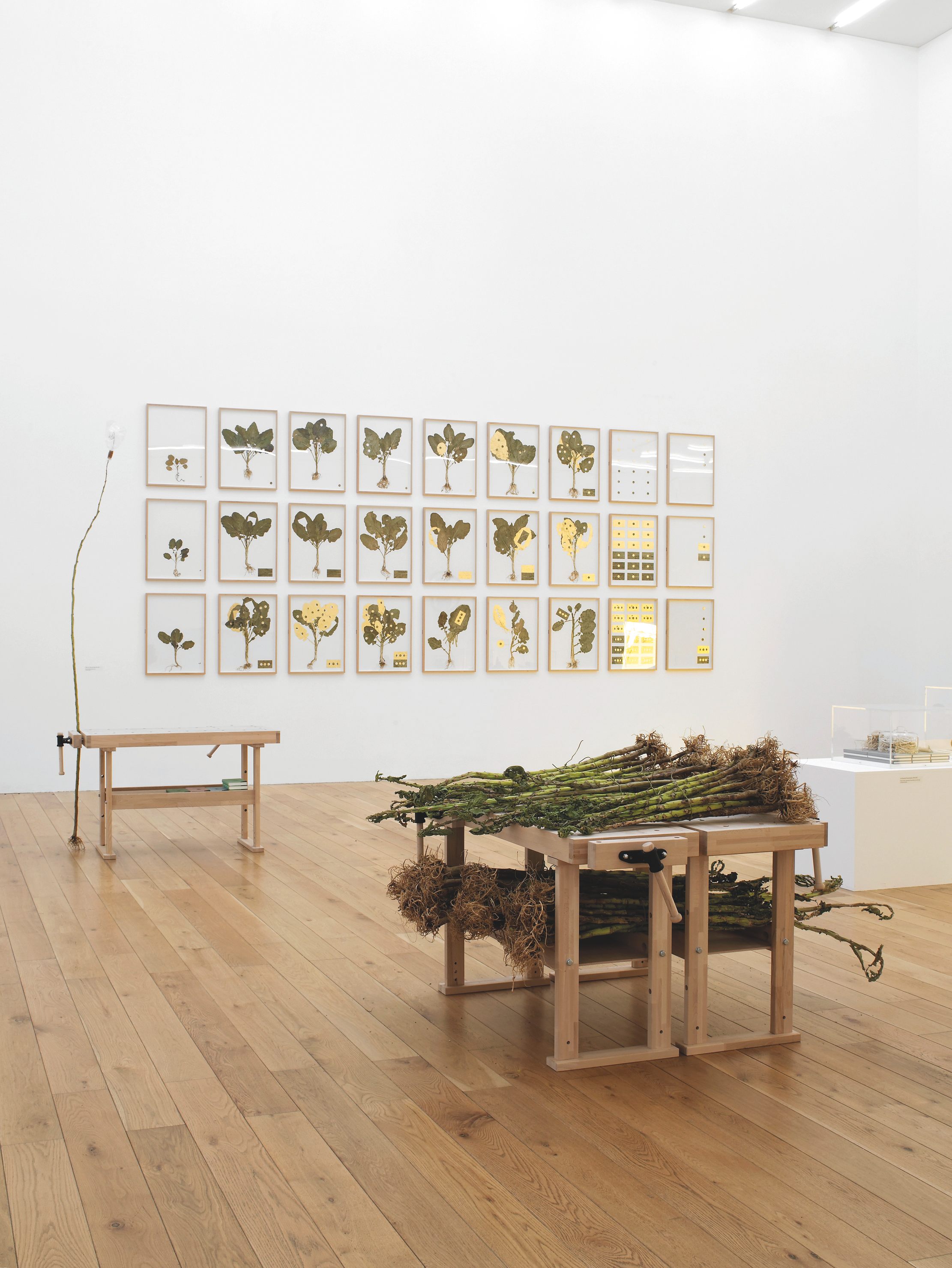 Pressed, gilded, and framed Jersey kale plants at John Newling's installation, part of "Ecologies of Value" retrospective at Nottingham Contemporary 2013.