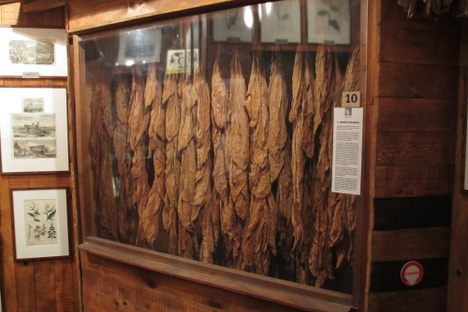 Tobacco leaves drying