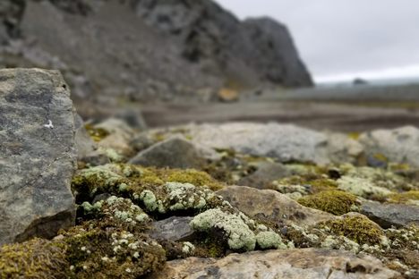These unassuming lichens growing on rocks in Antarctica may have a sexy secret. 