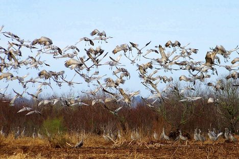 Paynes Prairie Preserve State Park