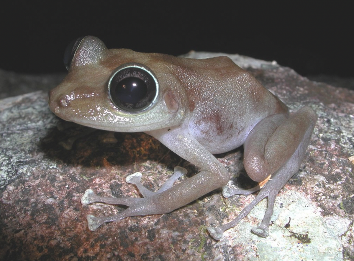 The diminutive coquí guajón, or Puerto Rican rock frog, lives in the southeastern part of the island. 