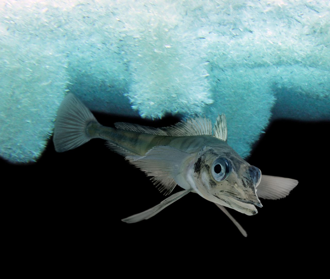 In Antarctica, the aptly-named icefish survives extreme cold thanks to an unusual suite of anatomical oddities.