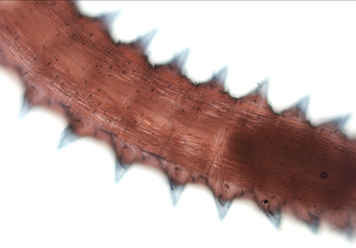 Modinou found the fleshy, spike-like protuberances on either side of the worm cute.