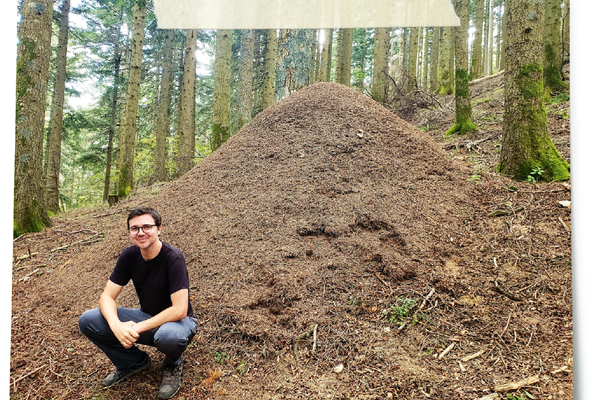 The author in front of a ‘city’ of wood ants