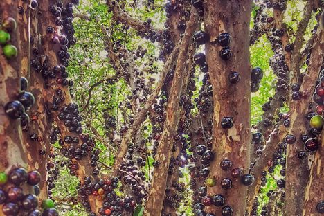 Jaboticaba winds its way around tree trunks.
