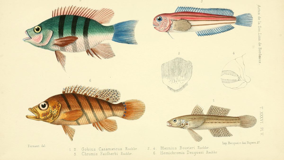 Several of the database's thousands of fish.