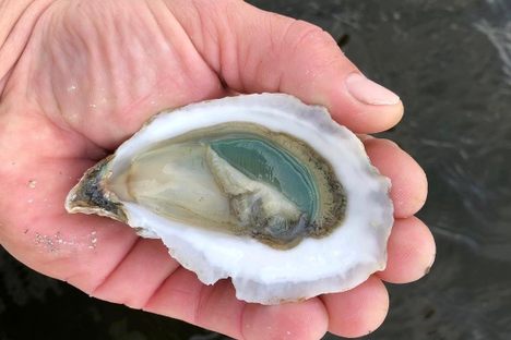 A Divine Pine oyster from N. SEA. Oyster Company in Topsail Sound, North Carolina.