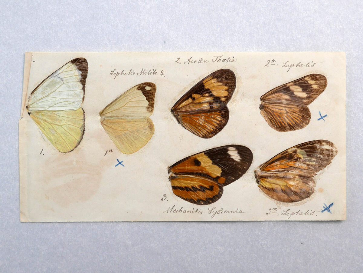 Natural specimens often accompanied Darwin's letter correspondences, like these butterfly wings from Fritz Müller.