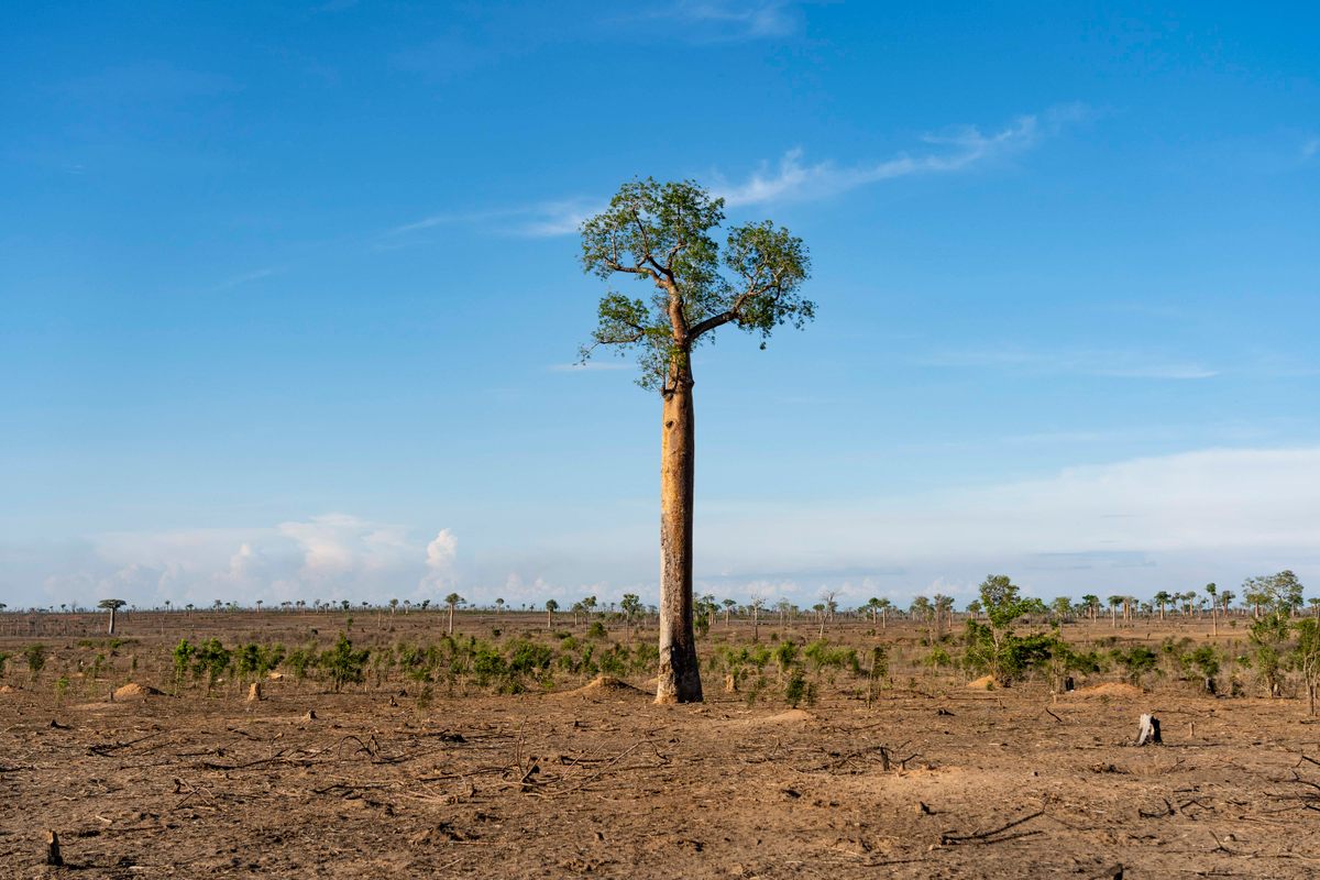A lone baobab tree stands over a slashed-and-burned forest within Madagascar’s Menabe Antimena Protected Area.