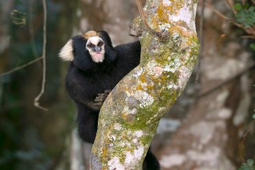 The buffy-tufted-ear marmoset isn't as beloved as its cuter counterparts.